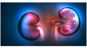 Kidney Medicine 