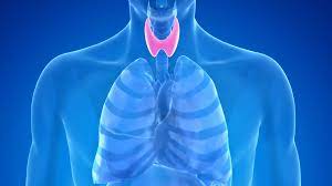 Thyroid