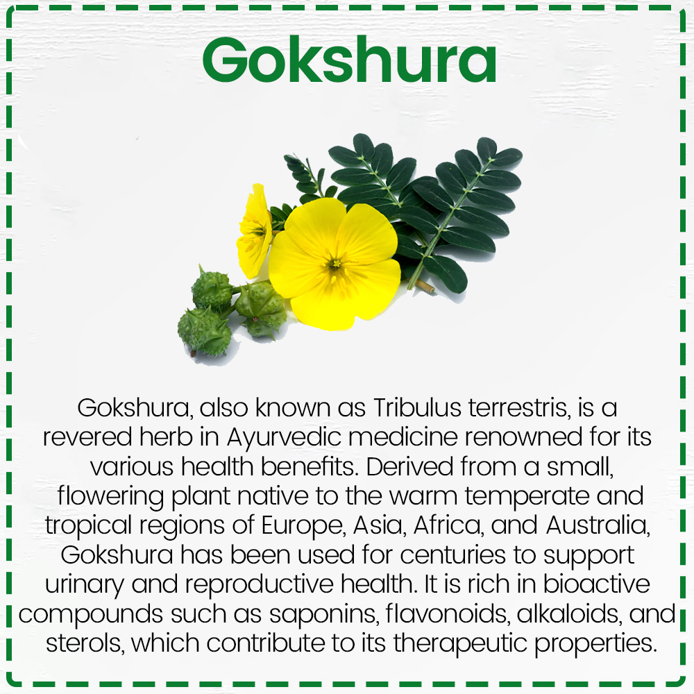 Gokshura Tablets - Image 5