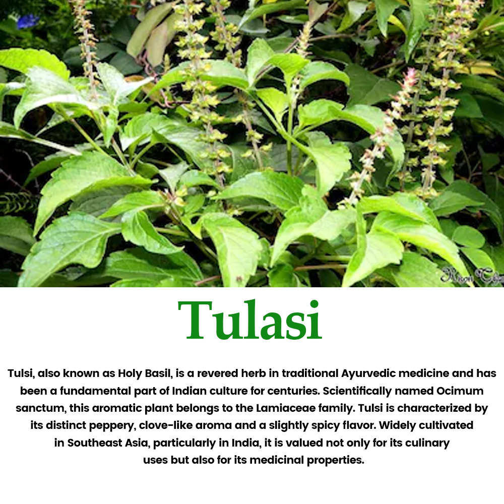 Tulasi Tablets - 60 Tablets - Image 4